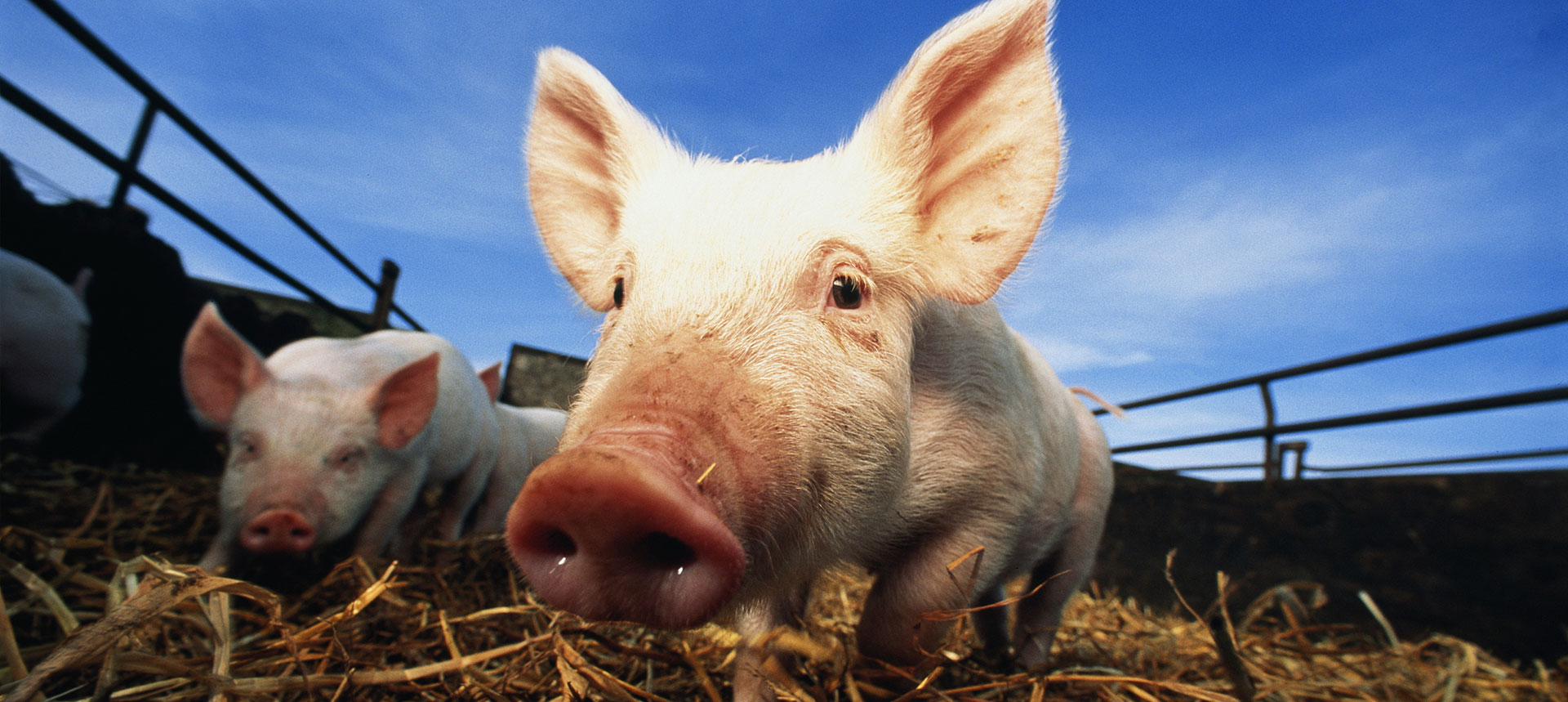 養(yǎng)殖產(chǎn)業(yè) Livestock & Poultry